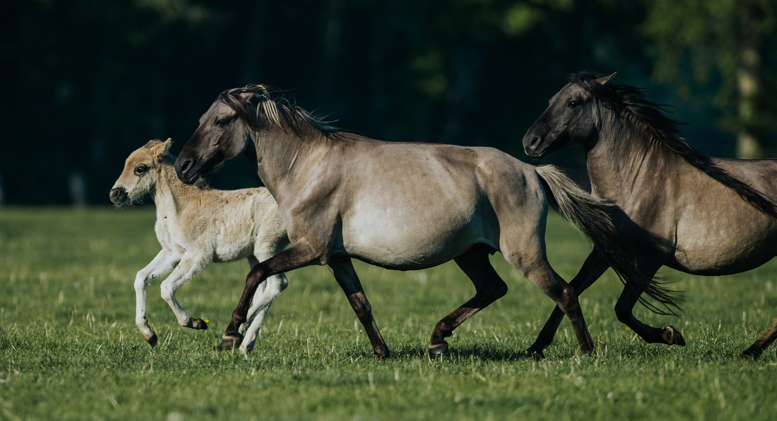 Wildpferde in Dülmen Foto: Fabian Simons