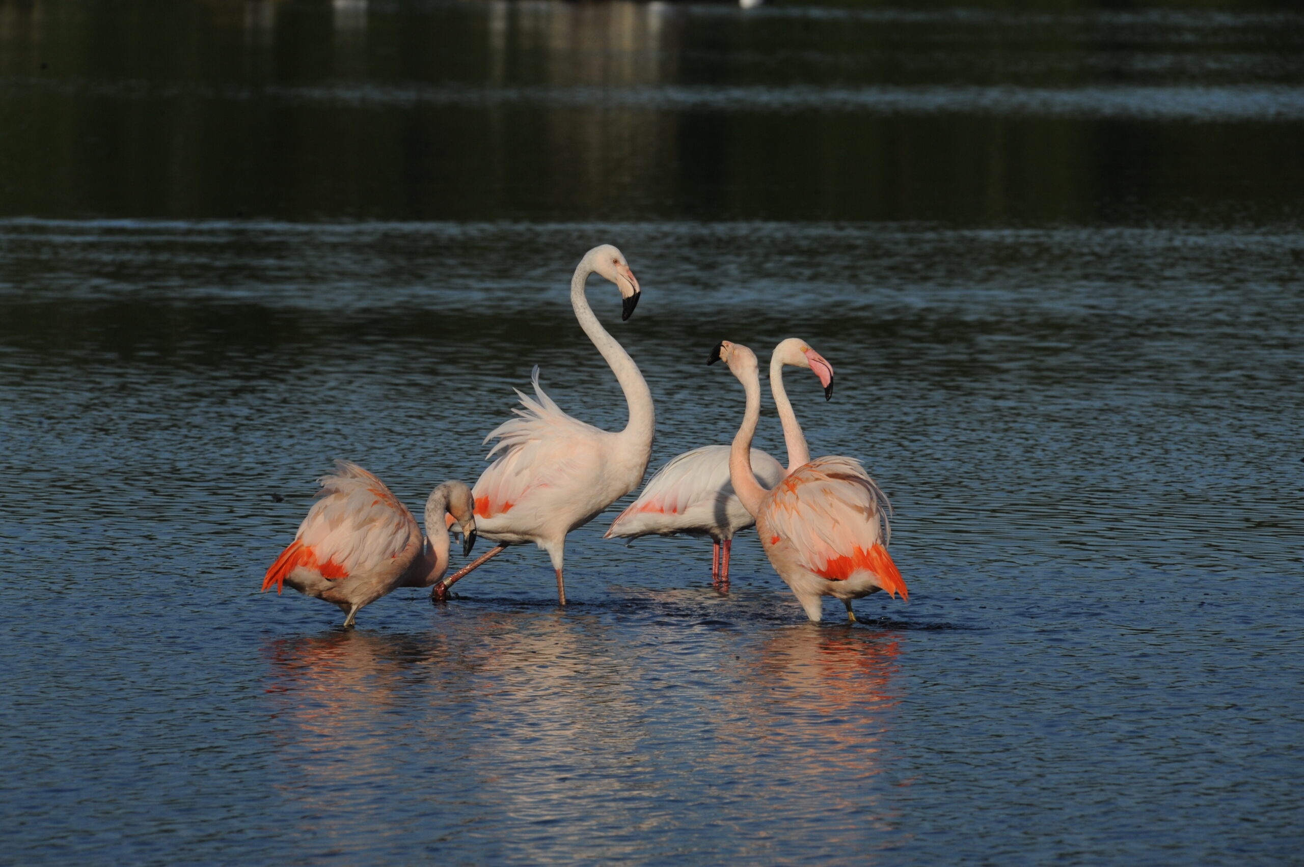 Flamingos im Zwillbrocker Venn