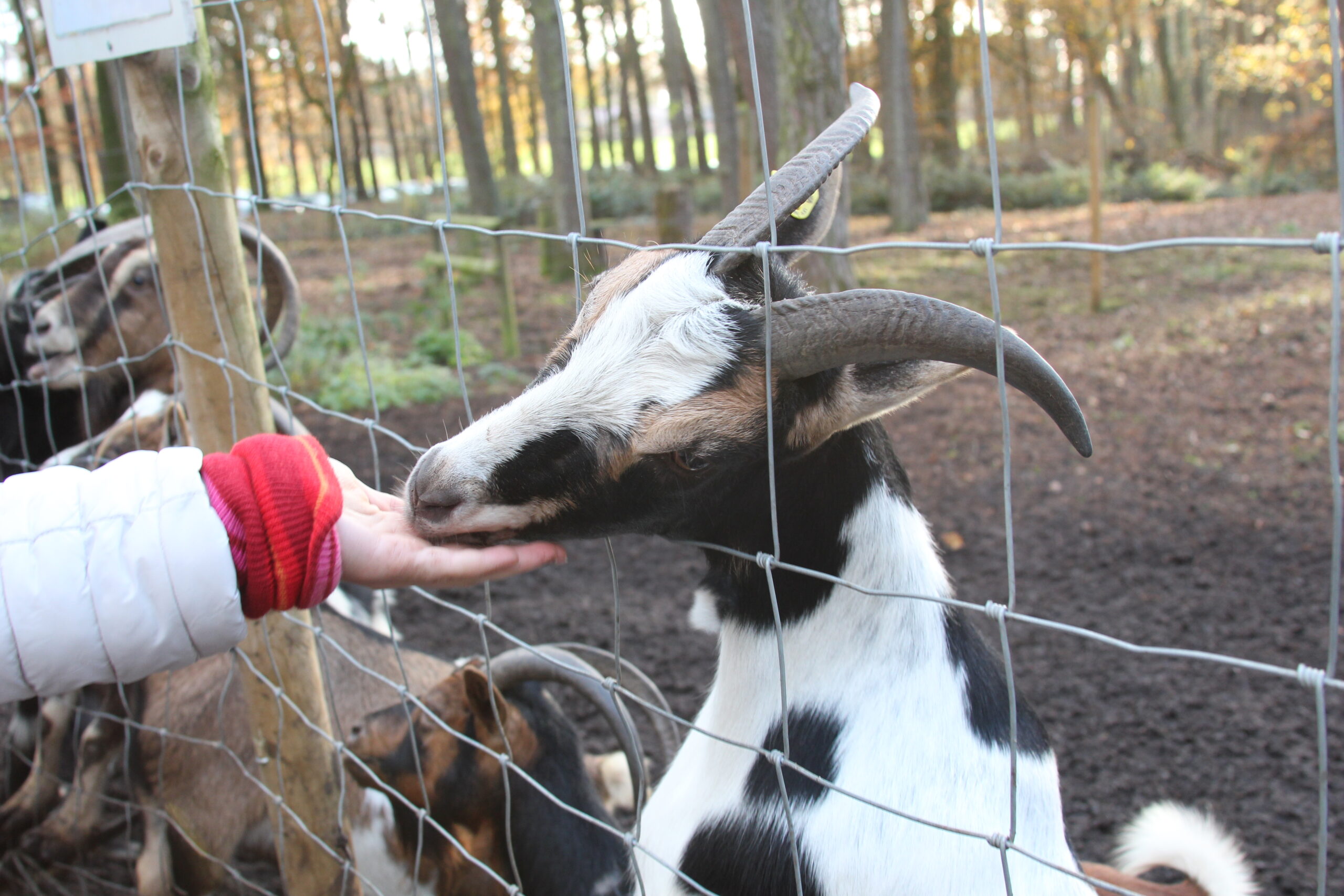 Wildfreigehege Nöttler Berg