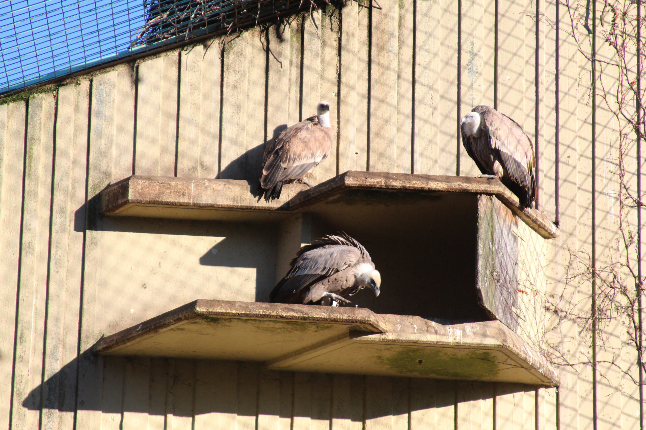 Gänsegeier im Allwetterzoo